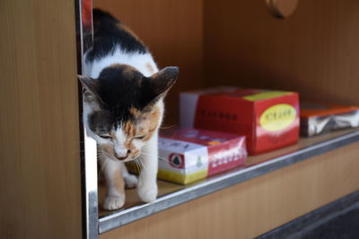 Close-up of cat