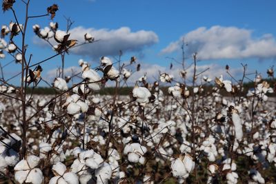 Close-up of white flowering plants against sky