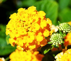 Close-up of yellow flowers blooming outdoors