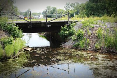 Bridge over river in forest