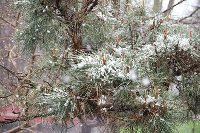 Close-up of pine tree during winter