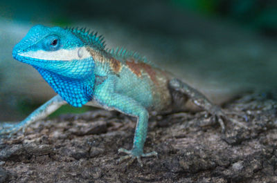 Close-up of lizard