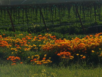 Yellow flowers blooming on field