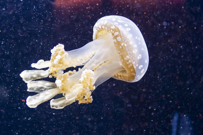 Close-up of jellyfish over black background