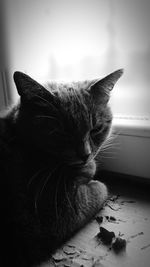 Close-up of cat relaxing on floor