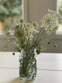 Potted plant on table