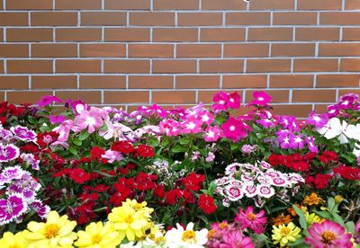 Close-up of pink flowering plants against brick wall