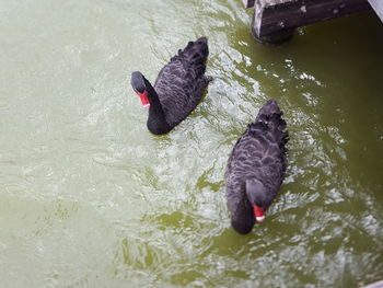 High angle view of swan swimming in water