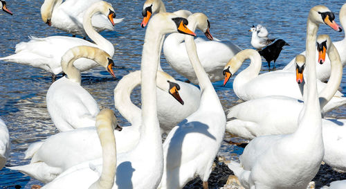 High angle view of swans swimming on lake