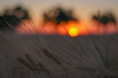 Close-up of plants on field against sky during sunset