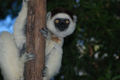 Close-up portrait of a cat
