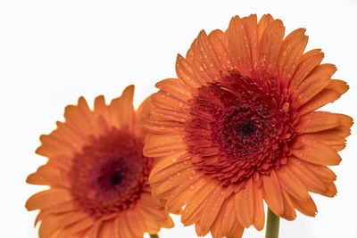 Close-up of daisy flower against white background