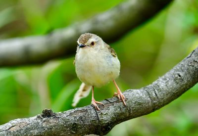 Close-up of bird perching on branch