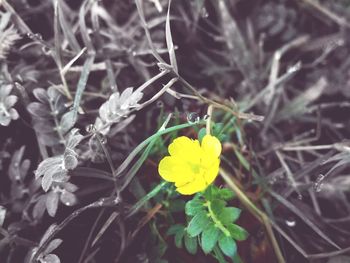 Close-up of yellow flower