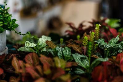 Close-up of fresh green plant