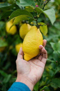 Close-up of hand holding fruit