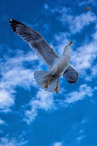 Low angle view of seagull flying against sky