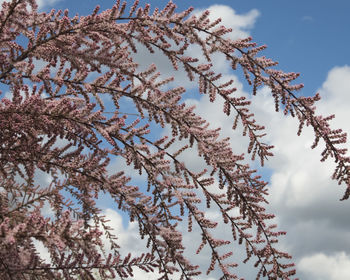 Low angle view of flowering tree against sky