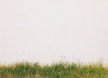 Scenic view of field against clear sky