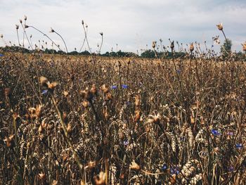 View of crop in field