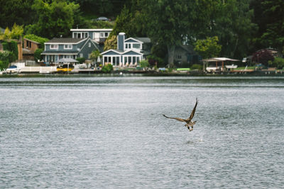 View of birds flying over river with buildings in background