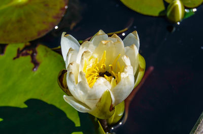 Close-up of flower blooming outdoors