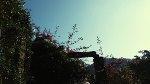 Low angle view of trees against clear sky