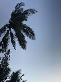 Low angle view of palm tree against clear sky