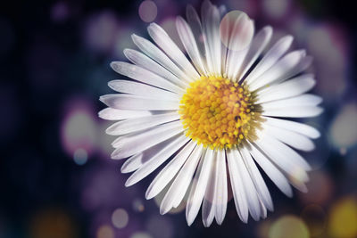 Close-up of white daisy