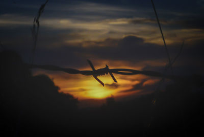 Close-up of silhouette bird against sky during sunset