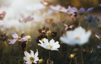 Close-up of white flowering plants on field