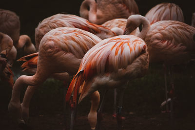 View of birds in lake