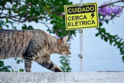 View of a cat