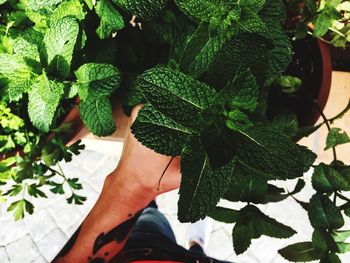 Low section of woman standing on green leaves