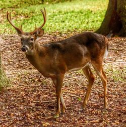 Dog standing on field