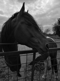 Close-up of horse