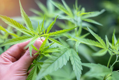 Close-up of hand holding leaves