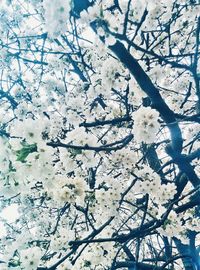 White flowers blooming on tree