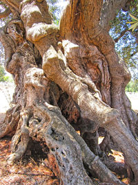 Close-up of tree trunk in forest