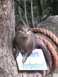 Otter sitting on branch with signboard at forest