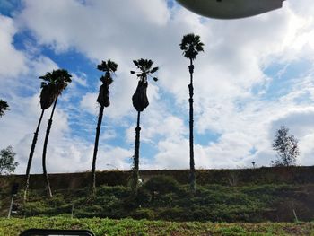 Low angle view of trees on field against sky