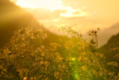 Plants growing on field against sky during sunset