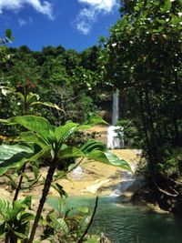 Scenic view of waterfall in forest