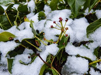 Close-up of frozen plant during winter