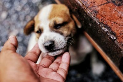 Close-up of hand touching puppy