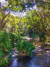 Scenic view of river in forest