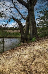 Bare trees in forest against sky