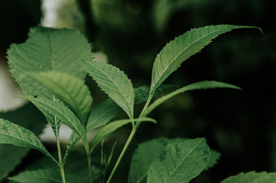 Close-up of fresh green leaves