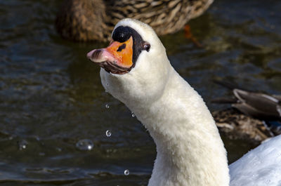 Close-up of swan swimming in lake