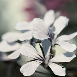 Close-up of white flowering plant